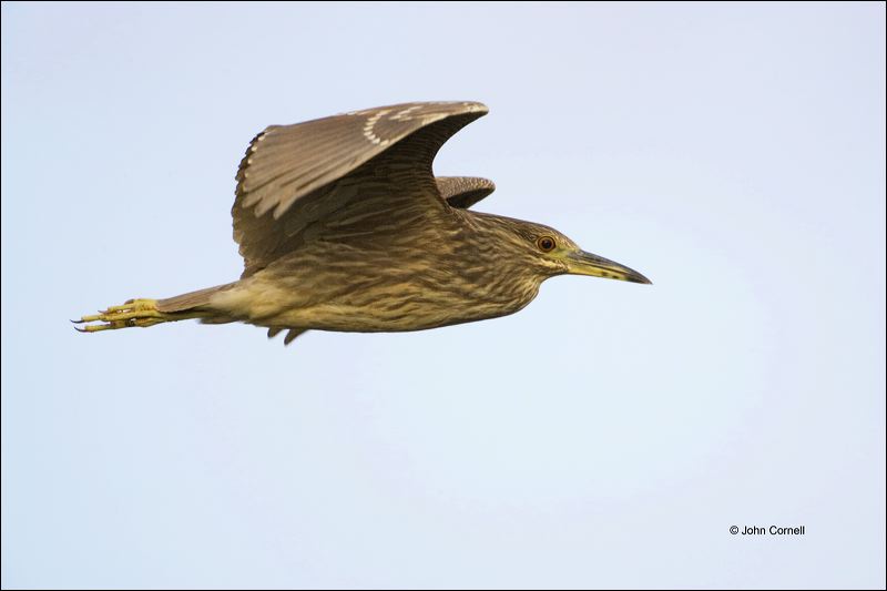 American Bittern;Bittern;Flight;Botaurus lentiginosus;flying bird;one animal;close-up;color image;nobody;photography;day;outdoors. Wildlife;birds;animals in the wild;flight